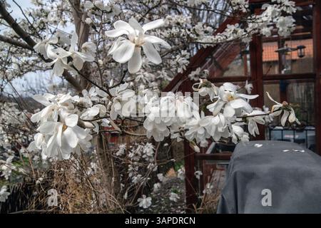 Weiße Magnolie in voller Blüte Stockfoto