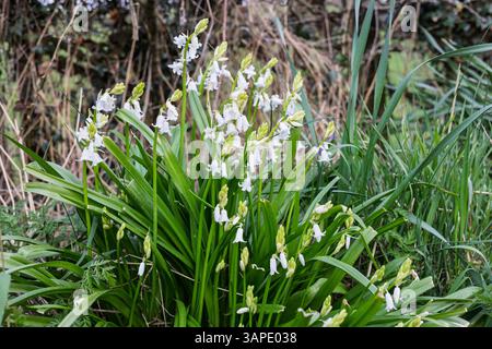 Blühende Frühlingsblumen Weiße Blaublumen Hyacinthoides non-scripta Alba wachsen im Road Verge Gras Stockfoto