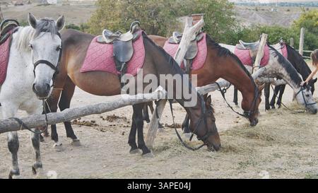 Sattelte Pferde weiden zufrieden auf Heu in gut beleuchteten Reittrainingseinrichtungen, die sich bei warmem Sonnenlicht sonnen Stockfoto