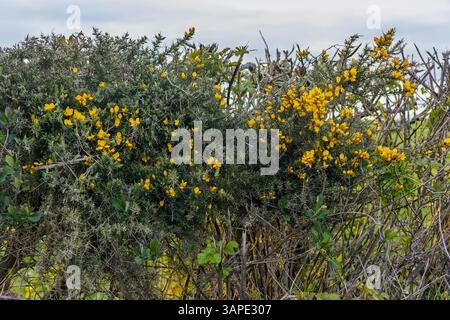 Üppige leuchtend gelbe Gorse Flowers in einer ordentlich geschnittenen Ackerlandhecke (Ulex europaeus) entlang der Country Lane im Frühling Stockfoto