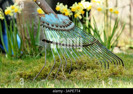 Rasenfilz, eine Mischung aus Moos und totem Gras, die von einem Rasen mit einem Harken aus Federzinken gefischt wird. UK Stockfoto