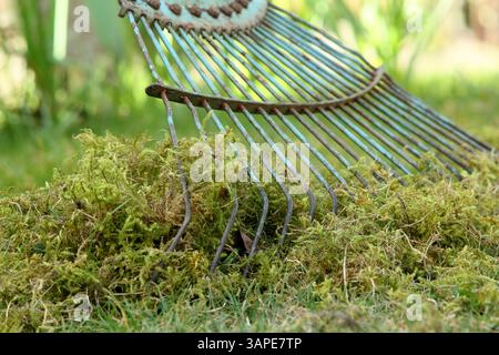 Rasenfilz, eine Mischung aus Moos und totem Gras, die von einem Rasen mit einem Harken aus Federzinken gefischt wird. UK Stockfoto
