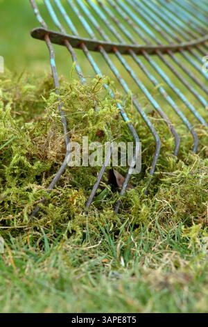 Vertikutieren eines Rasens mit einem gezinkten Rechen, um Moos und totes Gras zu entfernen, bekannt als Reh. UK Stockfoto