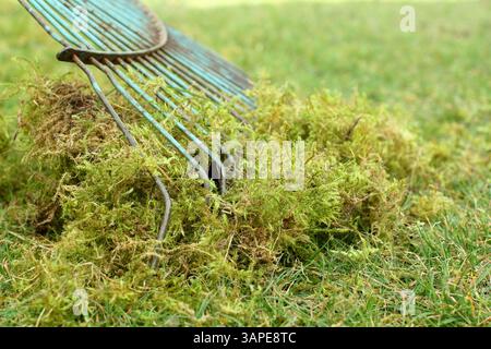 Entfernen von Rasenfilz. Vertikutieren eines Rasens mit einem gezinkten Rechen, um Moos und totes Gras zu entfernen, bekannt als Reet.UK Stockfoto