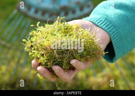 Rasenfilz. Moos und totes Gras, bekannt als Reh, in der Hand einer Gärtnerin, nachdem sie im Frühjahr einen Rasen mit einem Frühlingsharken verskariert hat. UK Stockfoto