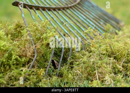 Entfernen von Rasenfilz. Vertikutieren eines Rasens mit einem gezinkten Rechen, um Moos und totes Gras zu entfernen, bekannt als Reet.UK Stockfoto