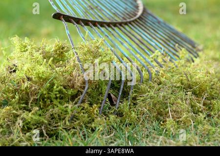 Vertikutieren eines Rasens mit einem gezinkten Rechen, um Moos und totes Gras zu entfernen, bekannt als Reh. UK Stockfoto