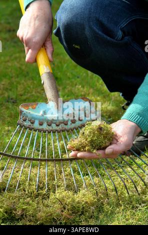 Rasenfilz. Gärtnerin, die einen Rasen mit einem Springharke vertikutiert, um Moos und totes Gras zu entfernen, bekannt als Reh. UK Stockfoto