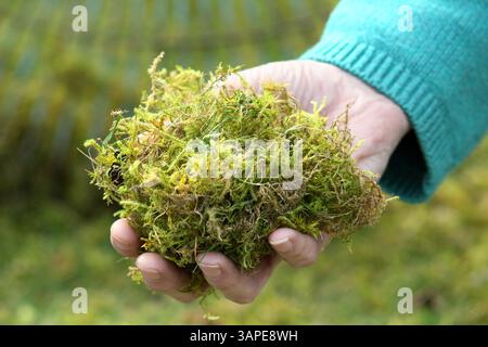 Rasenfilz. Moos und totes Gras, bekannt als Reh, in der Hand einer Gärtnerin, nachdem sie im Frühjahr einen Rasen mit einem Frühlingsharken verskariert hat. UK Stockfoto