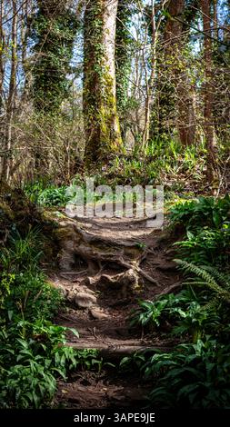 Woodland Walk, Humford Woods, Northumberland April 2025 Stockfoto