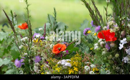 Sammeln von Wildblumen am Mittsommertag, Symbol der saisonalen Erneuerung, Sonnenwende. Gemischtes Bouquet mit Mohn, Gänseblümchen, Schafgarbe, Kornblumen, Eichenblättern Stockfoto