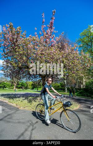 London, Großbritannien. April 2025. Die letzte Blüte und die blühenden Tulpen bieten eine Kulisse für Touristen und Arbeiter in der Mittagszeit. Die Menschen genießen sonniges Frühlingswetter im Regent's Park, London. Guy Bell/Alamy Live News Stockfoto