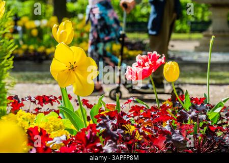 London, Großbritannien. April 2025. Die letzte Blüte und die blühenden Tulpen bieten eine Kulisse für Touristen und Arbeiter in der Mittagszeit. Die Menschen genießen sonniges Frühlingswetter im Regent's Park, London. Guy Bell/Alamy Live News Stockfoto