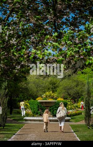 London, Großbritannien. April 2025. Die letzte Blüte und die blühenden Tulpen bieten eine Kulisse für Touristen und Arbeiter in der Mittagszeit. Die Menschen genießen sonniges Frühlingswetter im Regent's Park, London. Guy Bell/Alamy Live News Stockfoto