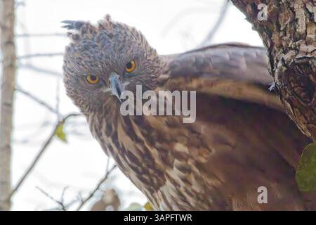 Wechselbarer Falkenadler oder Schützenadler (Nisaetus cirrhatus), Porträt eines auf einem Baum mit goldenen Augen, GIR-Nationalpark, (Sasa Stockfoto