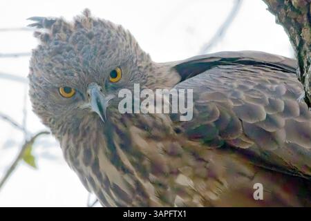 Wechselbarer Falkenadler oder Schürzenadler (Nisaetus cirrhatus), Nahporträt eines in einem Baum mit goldenen Augen, GIR National Pa Stockfoto