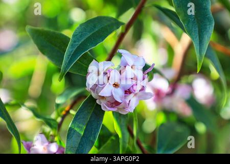Die rosa Blüten von Daphne bholua „Jacqueline Postill“, England, Großbritannien Stockfoto