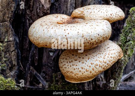 Dryadensattel oder Fasanenpilz (Cerioporus squamosus) – Pisgah National Forest, nahe Brevard, North Carolina, USA Stockfoto