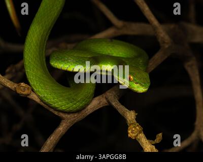 Eine Trimeresurus albolabris-Schlange ist auf einem Baumzweig gewickelt Stockfoto