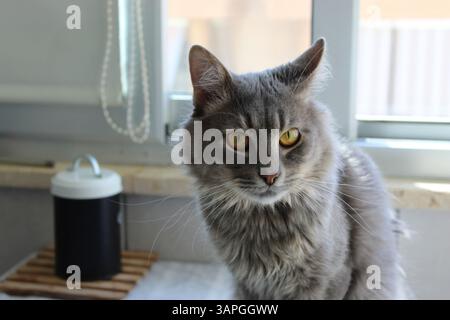 Nahaufnahme einer langhaarigen grauen Tabbykatze mit auffälligen gelben Augen, die direkt auf die Kamera starren, detaillierter Fellstruktur und intensivem Blick. Stockfoto