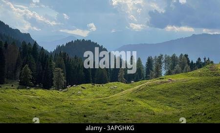 Malerische Aussicht auf eine grüne Berglandschaft mit Kühen, die auf üppigen grünen Feldern weiden, die von einem dichten Kiefernwald umgeben sind. Majestätische Berge erheben sich im bac Stockfoto