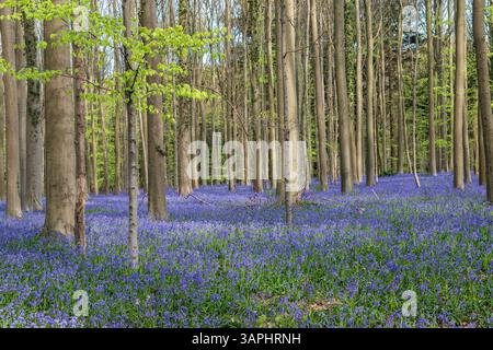 Blauglocken im Wald. Stockfoto