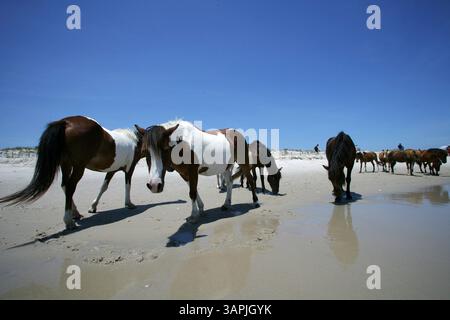 12. Juli 2011: Assateague Island, Maryland, USA: Die wilden Ponys der Assateague Island. Die Insel wird von zwei Herden chincoteague-Pferden bewohnt, die vermutlich von Pferden stammen, die vor etwa 400 Jahren vor der Insel Schiffbruch erlitten haben. Die „wilden“ Pferde auf Assateague sind tatsächlich Wildtiere, was bedeutet, dass sie Nachkommen von Haustieren sind, die in einen wilden Zustand zurückgekehrt sind. (Kreditbild: © Mark Milstein/NorthFoto/ZUMAPRESS.com) Stockfoto