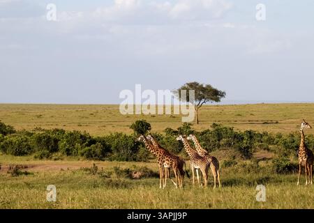 Gruppe von Giraffen, die in der afrikanischen Savanne weiden, versammelt in der Nähe eines hohen Akazienbaums unter der warmen Sonne und zeigt die Schönheit der Tierwelt Stockfoto