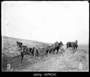 Foto von Lee Moorhouse, das sechs Männer und acht Pferde zeigt, die auf der Rodung von Flächen für einen Bewässerungskanal oder einen Entwässerungsgraben arbeiten. Die Männer tragen europäisch-amerikanische Kleidung, zwei tragen Uniformen. Stockfoto