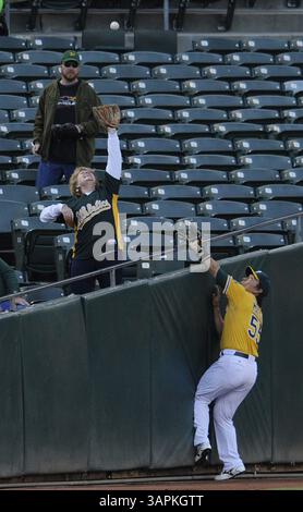 15. August 2011 - Oakland, CA, USA - Oakland Athletics Hideki Matsui stürzt am Montag, den 15. August 2011, im O.Co Coliseum in Oakland, Kalifornien, in die linke Feldwand, während er einen Foul-Ball von Nick Markakis aus Baltimore Orioles im ersten Inning seines Spiels verfolgt. (Kreditbild: © Jose Carlos Fajardo/Contra Costa Times/MCT/ZUMAPRESS.com) Stockfoto