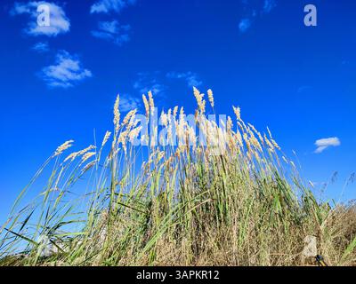 Bürsten von trockenem Federgras, das im Wind auf dem Hintergrund des blauen Himmels auf dem Feld an sonnigen Sommertagen schwingt. Trockenes Feldgras, grüne Blätter. Gewöhnliches Reed, das im Wind weht. Wilde Felder Natur Umgebung Stockfoto
