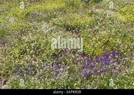 Wildblumenwiese - La Gomera, Kanarische Inseln Stockfoto