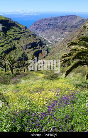 Wildblumenwiese - La Gomera, Kanarische Inseln Stockfoto