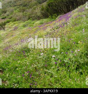 La Gomera - Wildblumenwiese im Garajonay-Nationalpark - 2025 Stockfoto