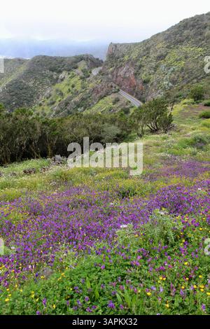 La Gomera - Wildblumenwiese im Garajonay-Nationalpark - 2025 Stockfoto