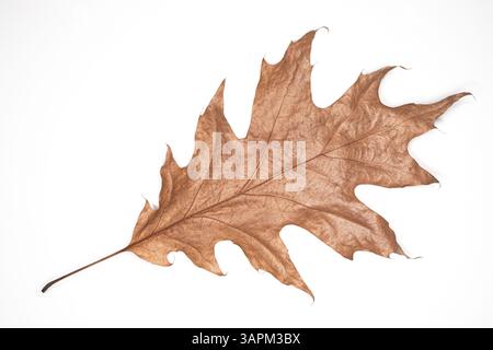 Ein großes, getrocknetes Eichenblatt liegt flach auf weißem Hintergrund und hebt seine detaillierten Adern und charakteristischen Lappen hervor. Die sanfte braune Farbe betont ihr Alter und ihre Fragilität. Stockfoto