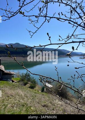 Der Quellbaum verzweigt sich über Wasser. Knospen auf einem Zweig Stockfoto