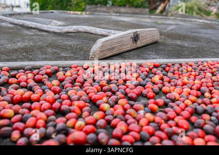 Coffee Cherry-Trocknungstechnik mit Holzreake. Natürliche Verarbeitungsmethode für die Herstellung von Premium-Kaffee mit frischen roten Kaffeebohnen und Traditiona Stockfoto
