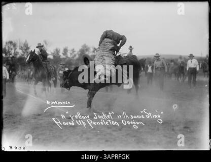 Foto von Steer Riding, Teil der Lee Moorhouse-Sammlung in den Bibliotheken der University of Oregon. Stockfoto
