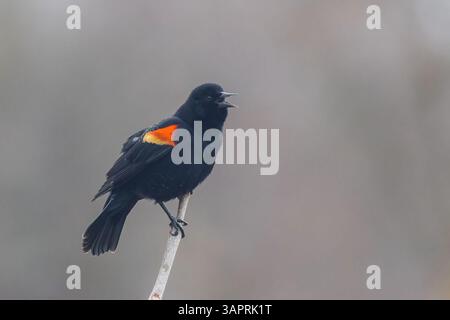 Rotschulterstärling (Agelaius Phoeniceus) Stockfoto