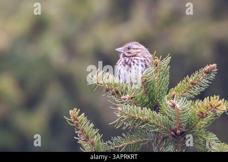 Singsperling (Melospiza melodia) im Frühjahr Stockfoto
