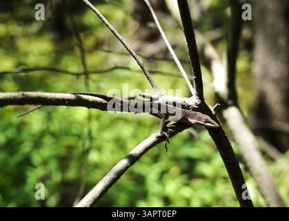 Nahaufnahme einer braunen nordamerikanischen Anolis-Eidechse (Anolis sagrei), die auf einem Baumzweig in einem Wald von South Carolina klettert. Stockfoto