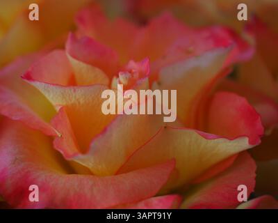 Rosen, orange und rot, Nahaufnahme Stockfoto