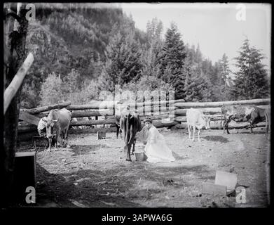 Dieses Foto von Lee Moorhouse zeigt einen Mann und eine Frau, die eine Kuh in einem Korral in Bingham Springs melken. Es ist Teil der historischen Fotosammlung der University of Oregon Libraries. Stockfoto