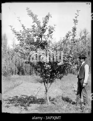 Foto von Lee Moorhouse: Ein Mann, der neben einem Apfelbaum mit Reifen Früchten steht und das landwirtschaftliche Leben im Oregon des frühen 20. Jahrhunderts darstellt. Stockfoto