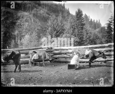Ein Foto von Lee Moorhouse, das einen Mann und eine Frau zeigt, die eine Kuh in einem Korral in Bingham Springs melken. Das Bild fängt das ländliche landwirtschaftliche Leben ein und zeigt die landwirtschaftlichen Praktiken des frühen 20. Jahrhunderts. Stockfoto
