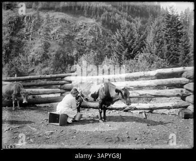 Das Bild zeigt eine Frau, die eine Kuh in einem Korral in Bingham Springs melkt und eine ländliche Szene aus Oregon aus dem frühen 20. Jahrhundert festnimmt. Stockfoto