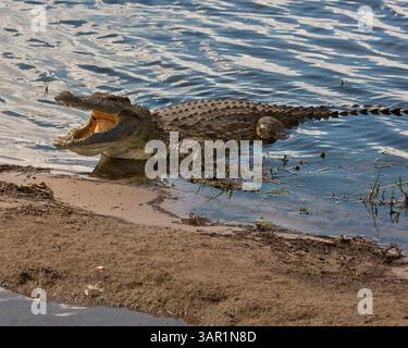 29. März 2011 – Chobe National Park, Botswana, Afrika – Ein Nil-Krokodil (Crocodylus niloticus) mit geöffneten Kiefern und scharfen Zähnen im Chobe National Park in Botswana. Afrikas größtes Krokodil, das bis zu 6 m (20 ft) wachsen kann und bis zu 730 kg (1.650 lbs) wiegen kann. Seine Nahrung besteht hauptsächlich aus Fischen, aber sie wird alles angreifen, was Pech genug hat, um seinen Weg zu überqueren, einschließlich Menschen. Der Chobe-Nationalpark im Nordwesten Botswanas umfasst 6.565 Quadratmeilen (10.566 Quadratkilometer) und hat eine der größten Wildkonzentrationen in Afrika. (Bild: © Arnold Drapkin/ZUMAPRESS.com) Stockfoto