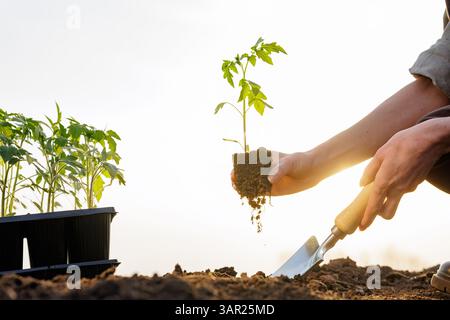 Landwirt, der einen Tomatensämling und eine Kelle hält, bereitet sich darauf vor, während des goldenen Sonnenuntergangs Junggemüse in den Boden zu Pflanzen. Stockfoto