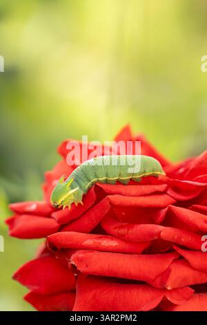 Eine leuchtend grüne raupe auf den weichen roten Blütenblättern einer Rose, die sich in einer Nahaufnahme natürlich mit der Blüte verschmilzt. Stockfoto
